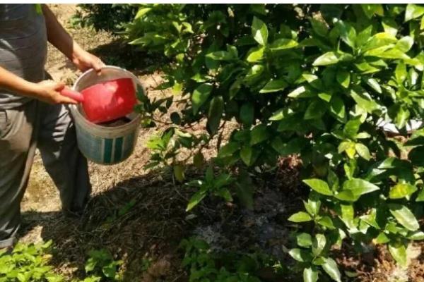 沙糖桔环割促花的时间，适合在11-12月份进行