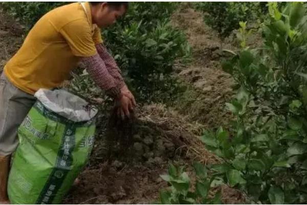 沙糖桔环割促花的时间，适合在11-12月份进行