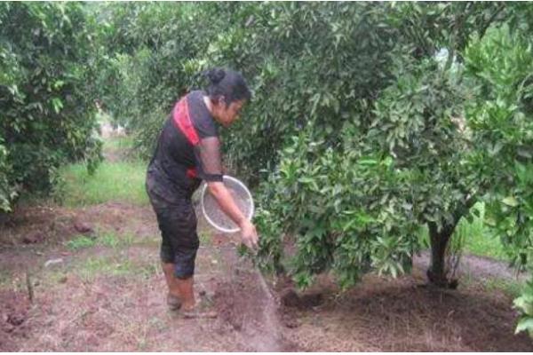 沙糖桔环割促花的时间，适合在11-12月份进行