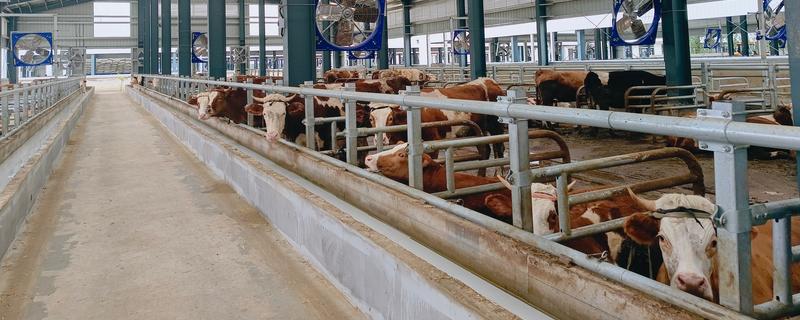 牛虱子的克星，可用敌敌畏、二氯苯醚菊酯洗剂等