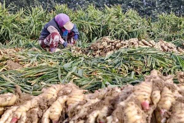 生姜在几月份收获，在6月份到11月份收获