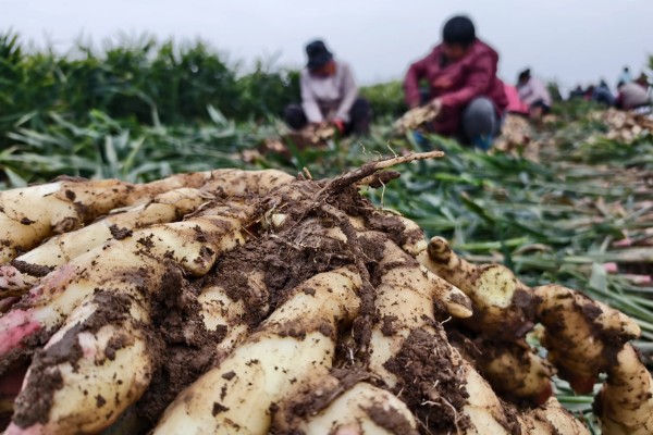 生姜在几月份收获，在6月份到11月份收获