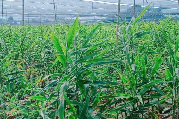 生姜在几月份收获，在6月份到11月份收获