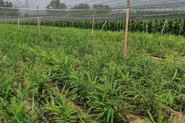 生姜在几月份收获，在6月份到11月份收获