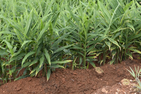 生姜在几月份收获，在6月份到11月份收获