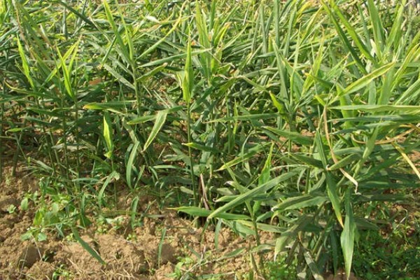 生姜在几月份收获，在6月份到11月份收获