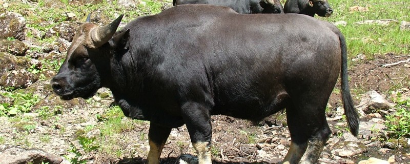 牛有哪几个胃，瘤胃、网胃、瓣胃和皱胃