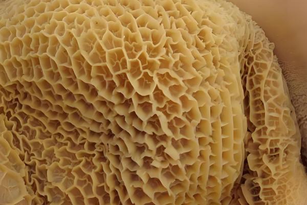 牛有哪几个胃，瘤胃、网胃、瓣胃和皱胃