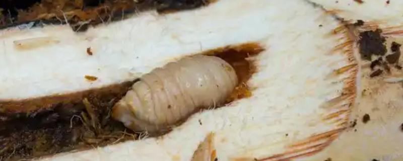 粉蠹虫的防治方法，采用蒸气高温脱脂法可杀灭成虫和虫卵