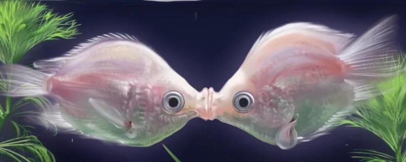 亲吻鱼简介，原产于东南亚