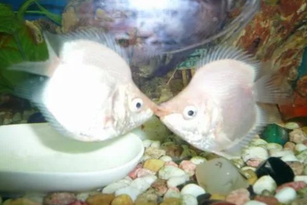 亲吻鱼简介，原产于东南亚