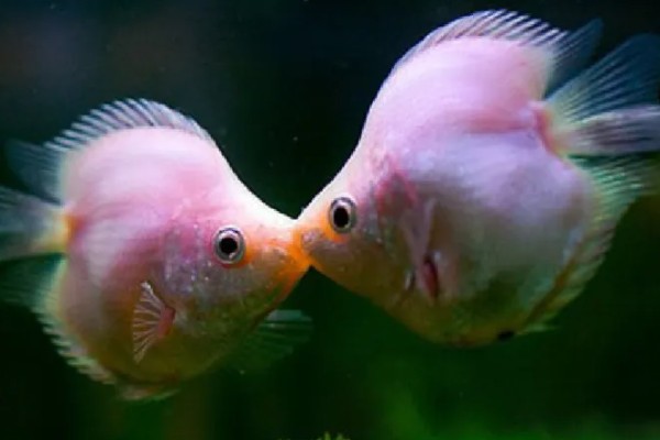 亲吻鱼简介，原产于东南亚