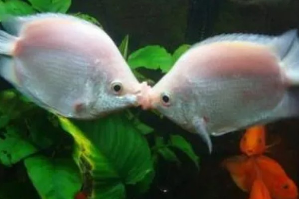 亲吻鱼简介，原产于东南亚