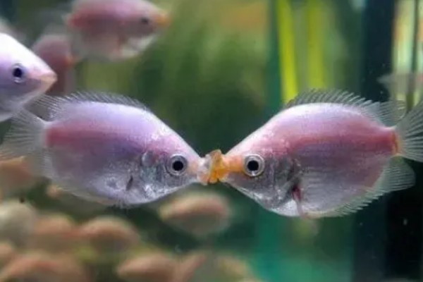 亲吻鱼简介，原产于东南亚