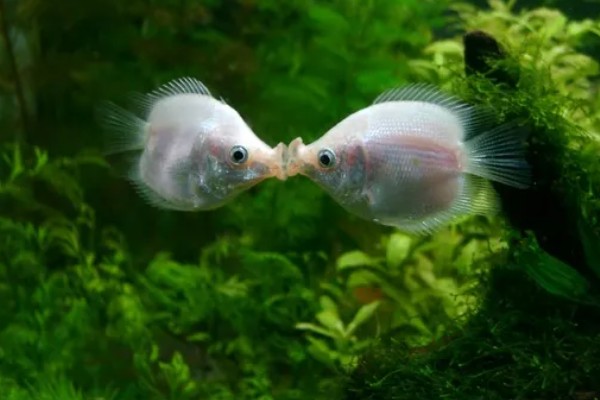 亲吻鱼简介，原产于东南亚