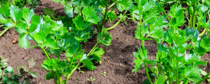 芹菜怎么栽培，撒播种子后要覆膜保温
