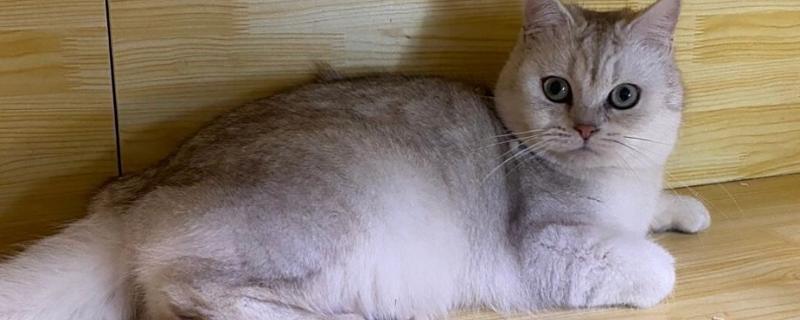 饲养英短银渐层的注意事项，要定期给爱宠刷牙