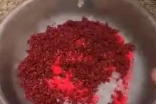 红虫颗粒饵料能钓什么鱼，可以钓鲫鱼、鲤鱼、罗非鱼等