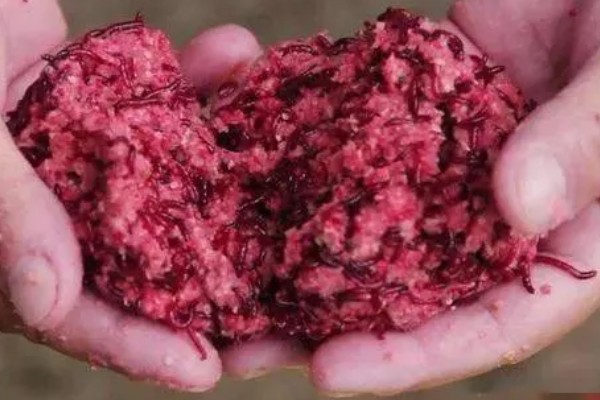 红虫颗粒饵料能钓什么鱼，可以钓鲫鱼、鲤鱼、罗非鱼等