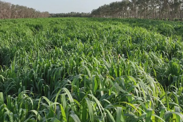 金牧粮草的简介，高品质、高产量、高效益