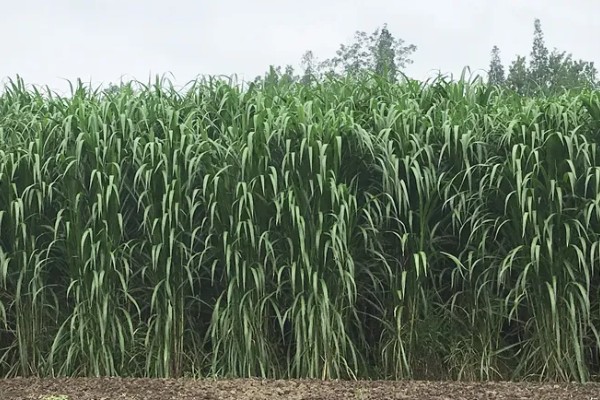 金牧粮草的简介，高品质、高产量、高效益