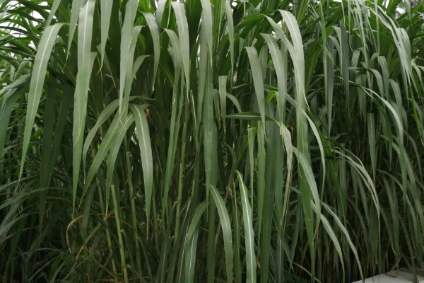 金牧粮草的简介，高品质、高产量、高效益