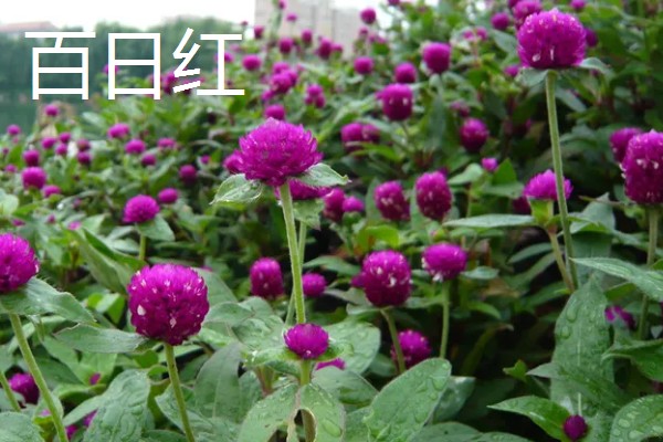 夏至适合送什么花，推荐荷花、桔梗等