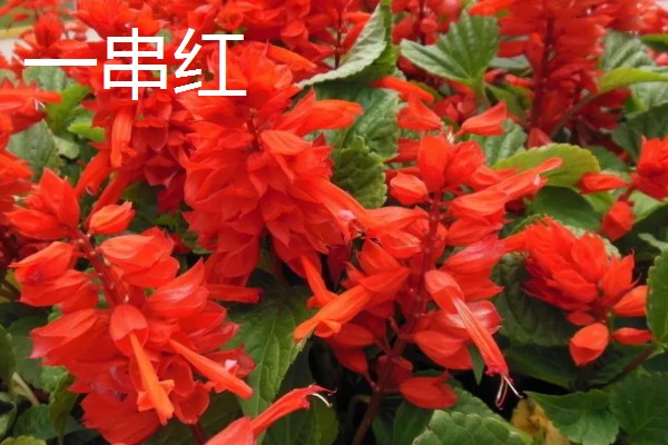 夏至适合送什么花，推荐荷花、桔梗等