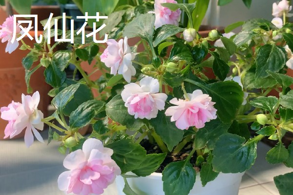 夏至适合送什么花，推荐荷花、桔梗等