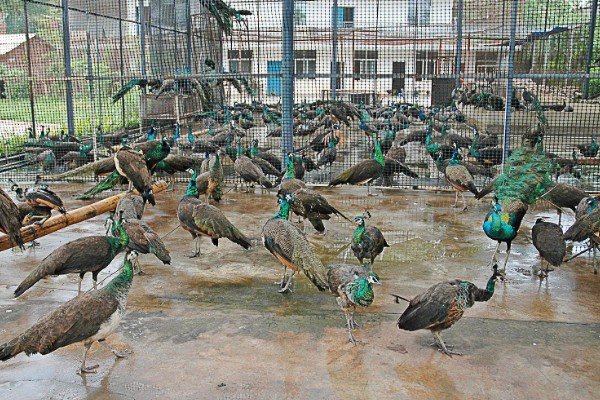 养殖孔雀要办理哪些手续，要办理野生动物训养繁殖许可证