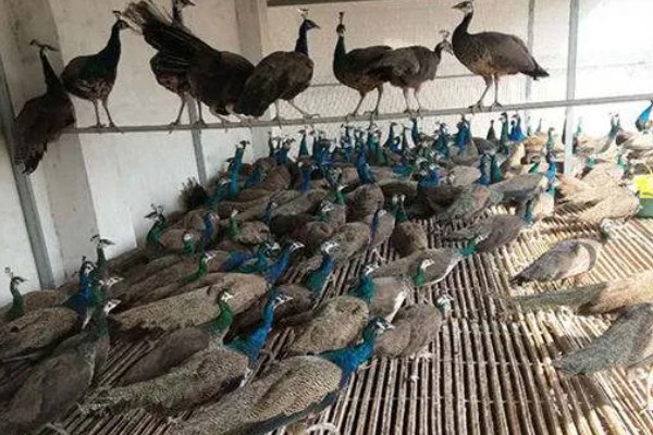 养殖孔雀要办理哪些手续，要办理野生动物训养繁殖许可证