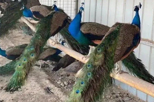 养殖孔雀要办理哪些手续，要办理野生动物训养繁殖许可证