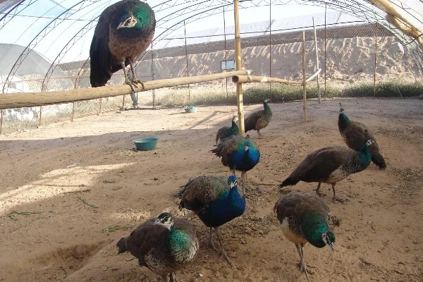 养殖孔雀要办理哪些手续，要办理野生动物训养繁殖许可证