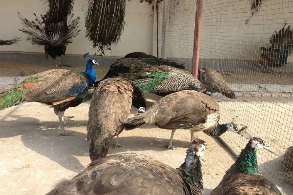 养殖孔雀要办理哪些手续，要办理野生动物训养繁殖许可证