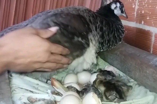 养殖孔雀要办理哪些手续，要办理野生动物训养繁殖许可证