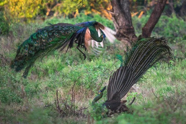 养殖孔雀要办理哪些手续，要办理野生动物训养繁殖许可证