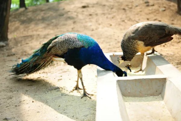 养殖孔雀要办理哪些手续，要办理野生动物训养繁殖许可证
