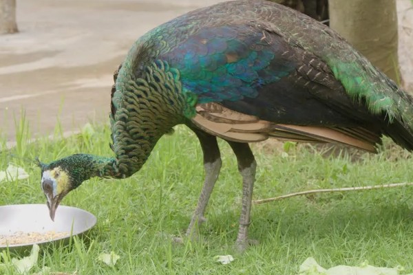 养殖孔雀要办理哪些手续，要办理野生动物训养繁殖许可证