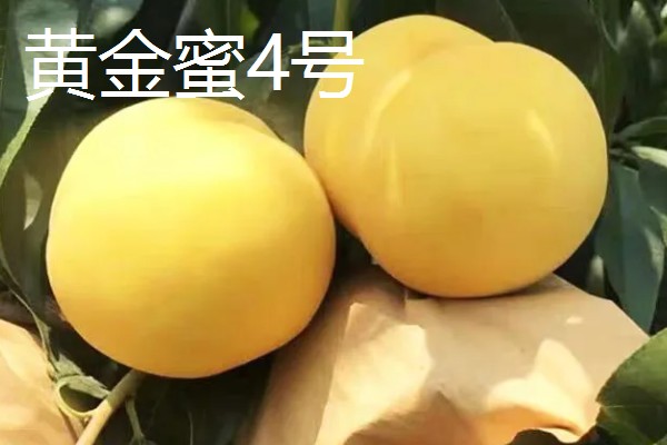 晚熟黄桃的品种介绍,常见的有黄金蜜4号、黄金冬桃等
