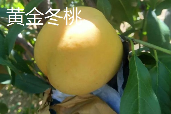晚熟黄桃的品种介绍,常见的有黄金蜜4号、黄金冬桃等
