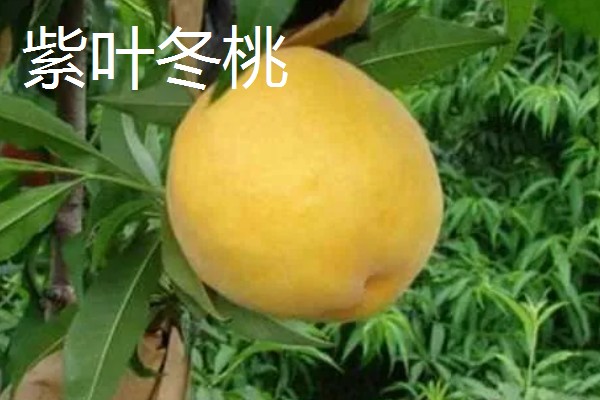 晚熟黄桃的品种介绍,常见的有黄金蜜4号、黄金冬桃等