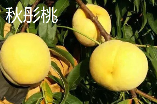 晚熟黄桃的品种介绍,常见的有黄金蜜4号、黄金冬桃等