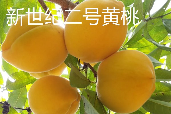 晚熟黄桃的品种介绍,常见的有黄金蜜4号、黄金冬桃等