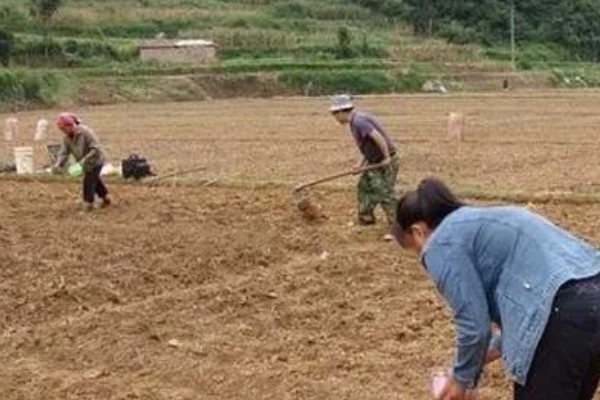 怎么种红提种子，播种前需浸种