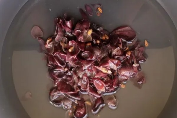 怎么种红提种子，播种前需浸种