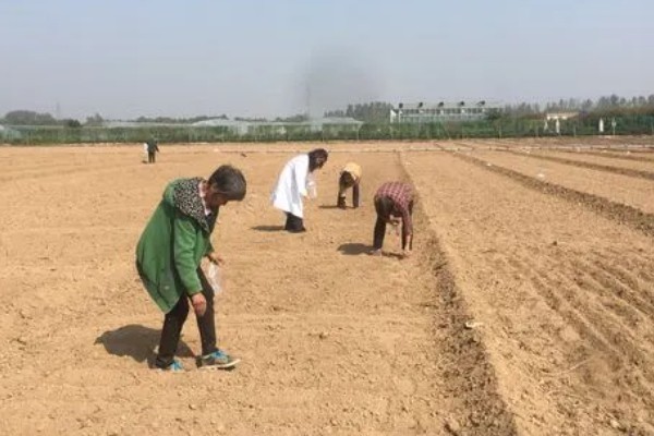 怎么种红提种子，播种前需浸种