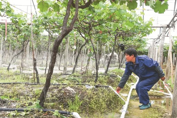 怎么种红提种子，播种前需浸种