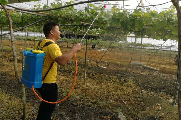 怎么种红提种子，播种前需浸种