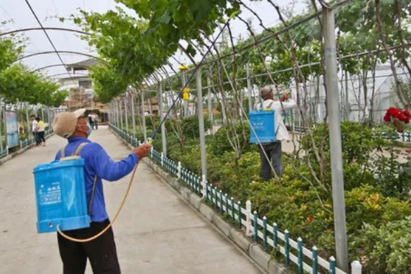 怎么种红提种子，播种前需浸种