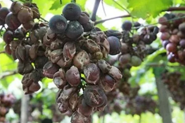 怎么种红提种子，播种前需浸种